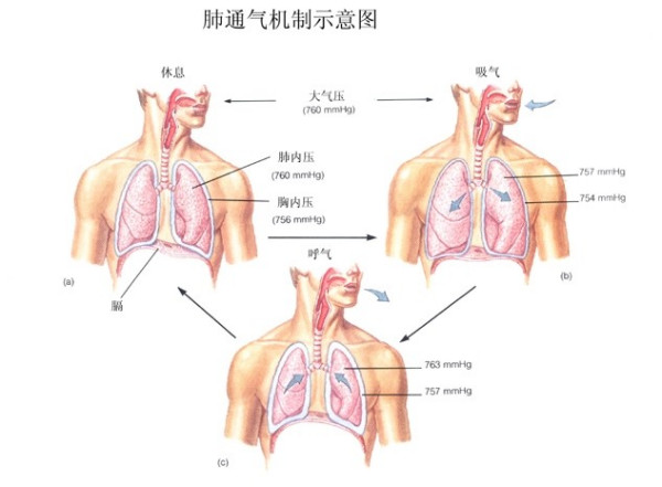 &#21338;&#40060;&#20307;&#32946;&#40;&#20013;&#22269;&#41;&#23448;&#26041;&#32593;&#31449;&#45;&#30331;&#24405;&#20837;&#21475;